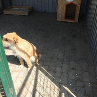 photo de livraison pour Save & Hope for Dogs