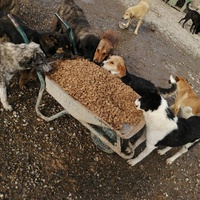 photo de livraison pour Animals voice Macedonia