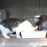 photo de livraison pour Au Bonheur des Chats Libres