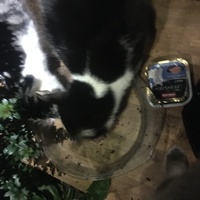 photo de livraison pour Félin Pour L’Hôte