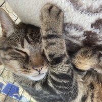 photo de livraison pour Association Des  Chats  De Hyeres