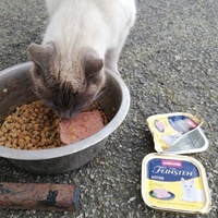 photo de livraison pour Chat L'Heureux Chat l'Ange et Cie