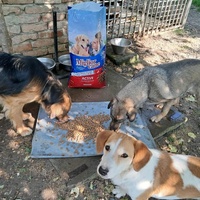 photo de livraison pour Azil za pse"Poslednja oaza"