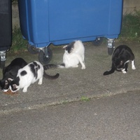 photo de livraison pour Chat Libre de l'Ile du Ramier