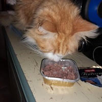 photo de livraison pour Les félins de la petite Venise