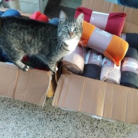 photo de livraison pour Chez Minou