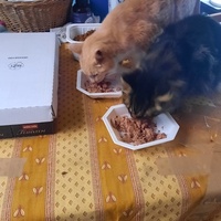 photo de livraison pour La Cantine des Minous