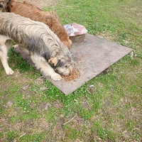 photo de livraison pour Ivana Nikolić