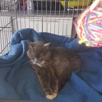 photo de livraison pour Les chats Port-Saint-Louisiens