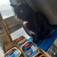 photo de livraison pour Les Pattounes de l'Espoir
