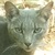 photo animal