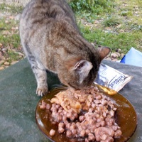 photo de livraison pour L'Ecole du Chat Istreen