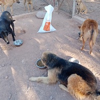 photo de livraison pour Help Adopt Moroccan Animals