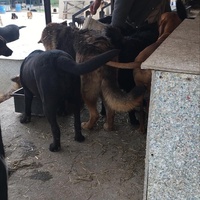 photo de livraison pour Društvo za zaštitu životinja "Bela"