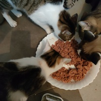 photo de livraison pour La Compagnie des Chats bleus