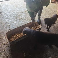 photo de livraison pour ПРИХВАТИЛИШТЕ ДРАЖЕВАЦ