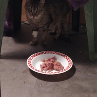 photo de livraison pour Protect Cat