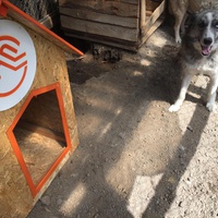 photo de livraison pour Save & Hope for Dogs