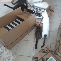 photo de livraison pour Au Chant des Chats