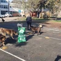 photo de livraison pour Beta Zajecar