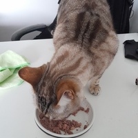 photo de livraison pour La Légende des Chats