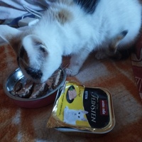 photo de livraison pour Cat Miaou