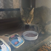 photo de livraison pour Au Bonheur des Chats Libres