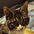 photo animal
