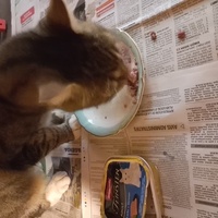 photo de livraison pour Chats-sos