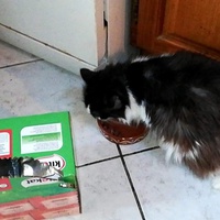 photo de livraison pour L'Ecole du Chat du Mirail