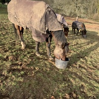 photo de livraison pour Espoir au Galop