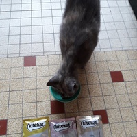 photo de livraison pour Chat Va Bien