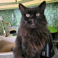 photo de livraison pour Chat de Gout'hier sans Toit