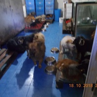 photo de livraison pour Pro Animals Finland ry