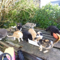 photo de livraison pour Ecole du chat libre de Belle Ile en mer