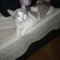 photo de livraison pour Les chats de chez nous