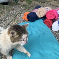 photo de livraison pour Les chats de chez nous