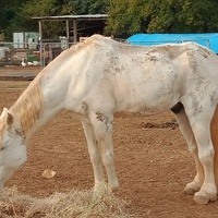 photo de livraison pour Equi-Libre : Droit à la Retraite Equine