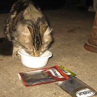 photo de livraison pour Jardin des Chats