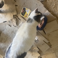 photo de livraison pour Les Chats De QUEAUX