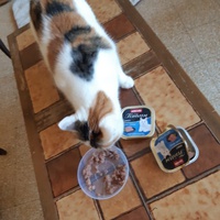 photo de livraison pour L'Arche des Amis à pattes