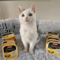 photo de livraison pour Jardin des Chats