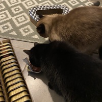 photo de livraison pour Les Chats de Condom 32