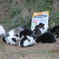 photo de livraison pour Protection Animale Amélienne