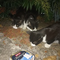 photo de livraison pour Chat Gratouille