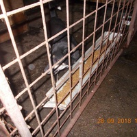 photo de livraison pour Pro Animals Finland ry