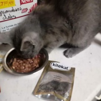 photo de livraison pour L'Arche de Marie - Mes Amours de Chats