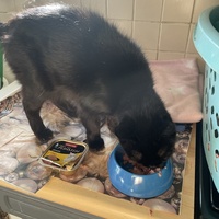 photo de livraison pour Les Chats De QUEAUX