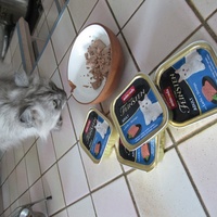 photo de livraison pour Jardin des Chats