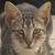 photo animal